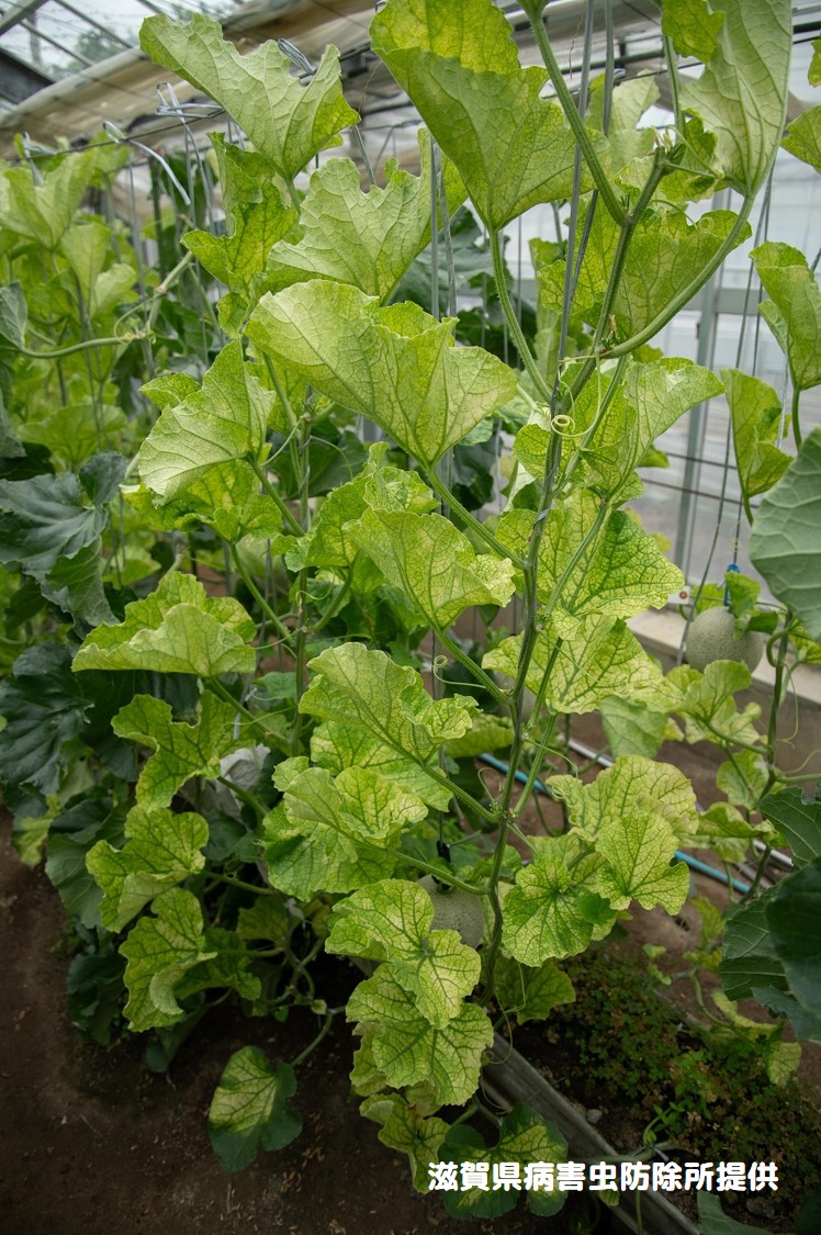 原色花卉病害虫百科 6 maxresdefault.jpg